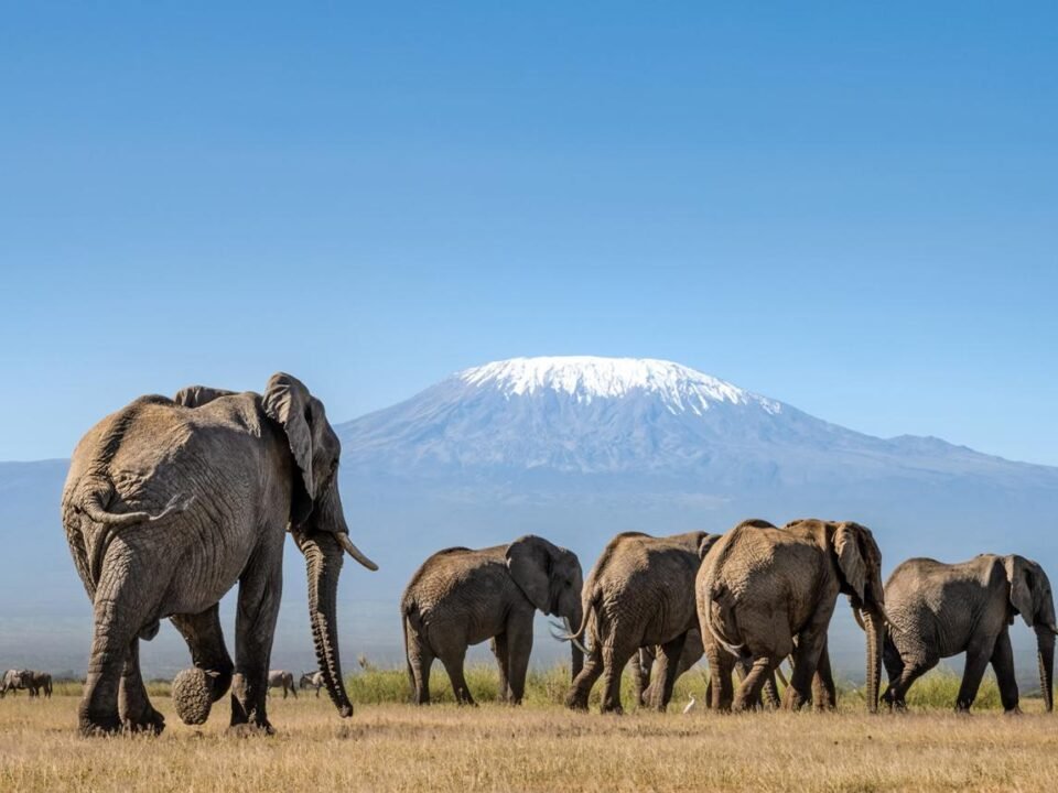Large African elephants walking across Amboseli National Park with Mount Kilimanjaro in the background.