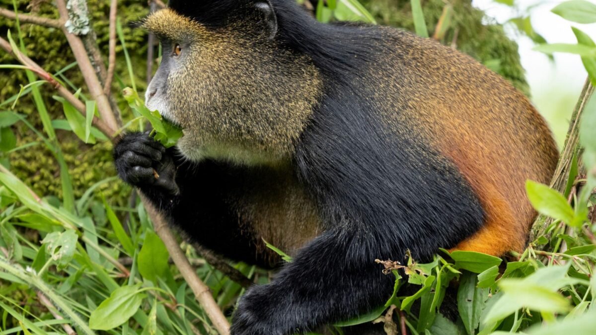 Golden monkey in Mgahinga Gorilla National Park, one of the best places to track golden monkeys in East Africa.