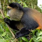 Golden monkey in Mgahinga Gorilla National Park, one of the best places to track golden monkeys in East Africa.