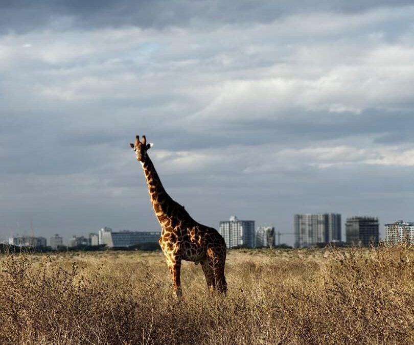 Giraffe in Nairobi National Park with Nairobi city skyline in the background, Kenya safari.
