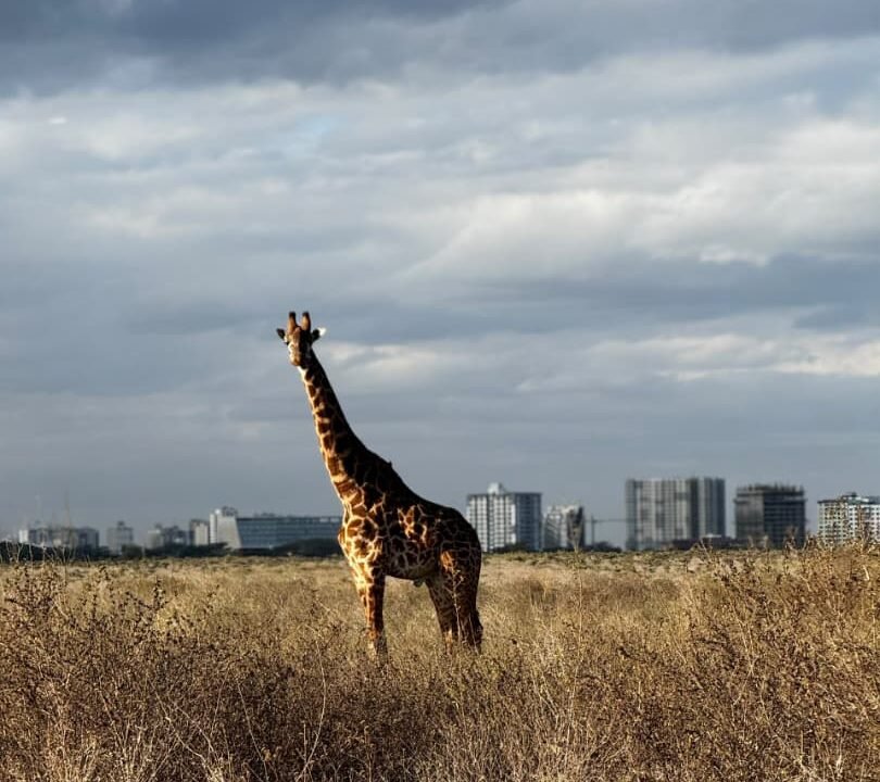 Giraffe in Nairobi National Park with Nairobi city skyline in the background, Kenya safari.