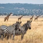 Best time to visit Akagera National Park for wildlife viewing during Rwanda's dry safari season.