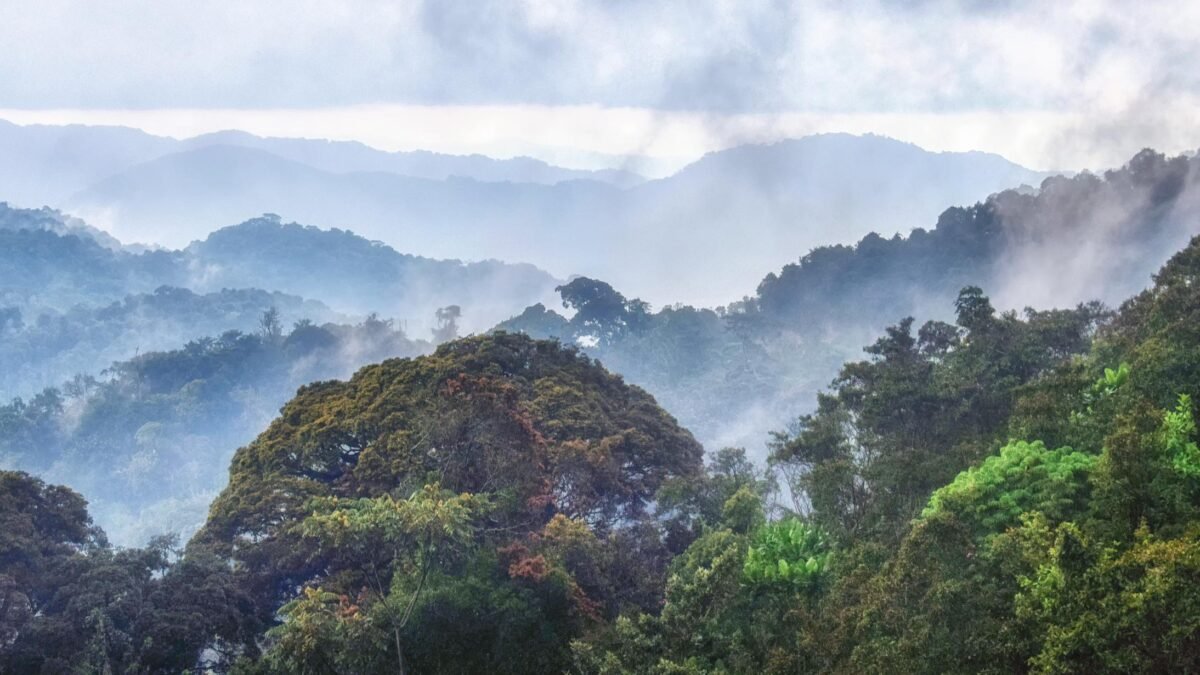 Best time to visit Nyungwe Forest National Park in Rwanda, showing mist-covered rainforest hills.