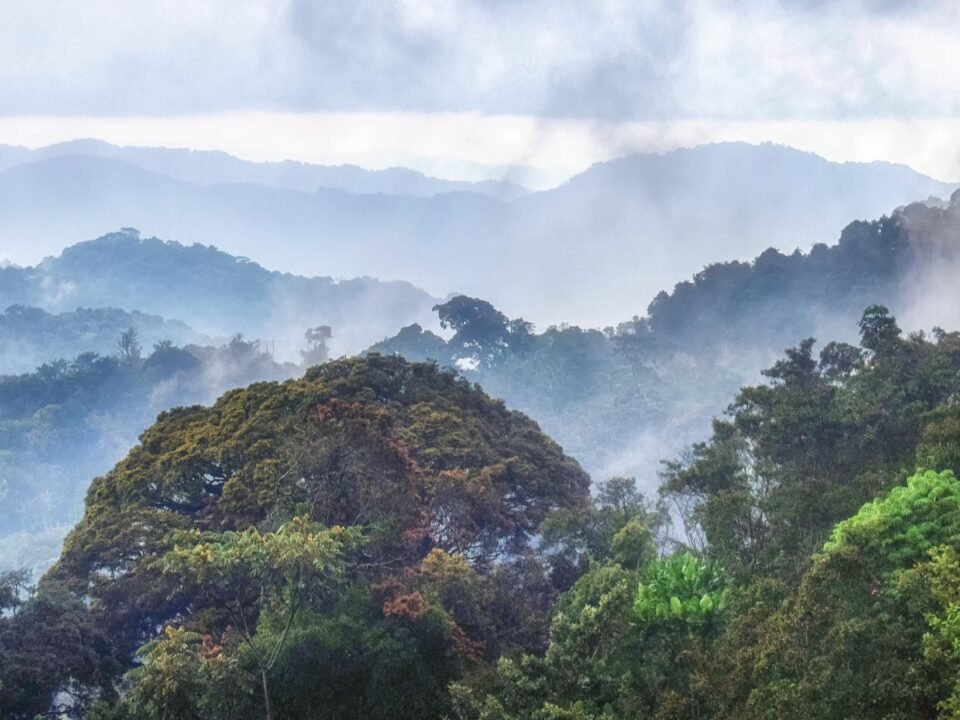 Best time to visit Nyungwe Forest National Park in Rwanda, showing mist-covered rainforest hills.