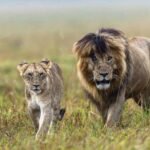African lions resting in Masai Mara National Reserve, one of the best places to see the Big Five animals in Kenya.