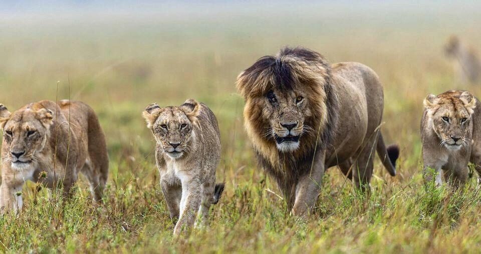 African lions resting in Masai Mara National Reserve, one of the best places to see the Big Five animals in Kenya.