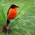 Papyrus gonolek perched among green reeds during birdwatching in Akagera National Park, Rwanda.