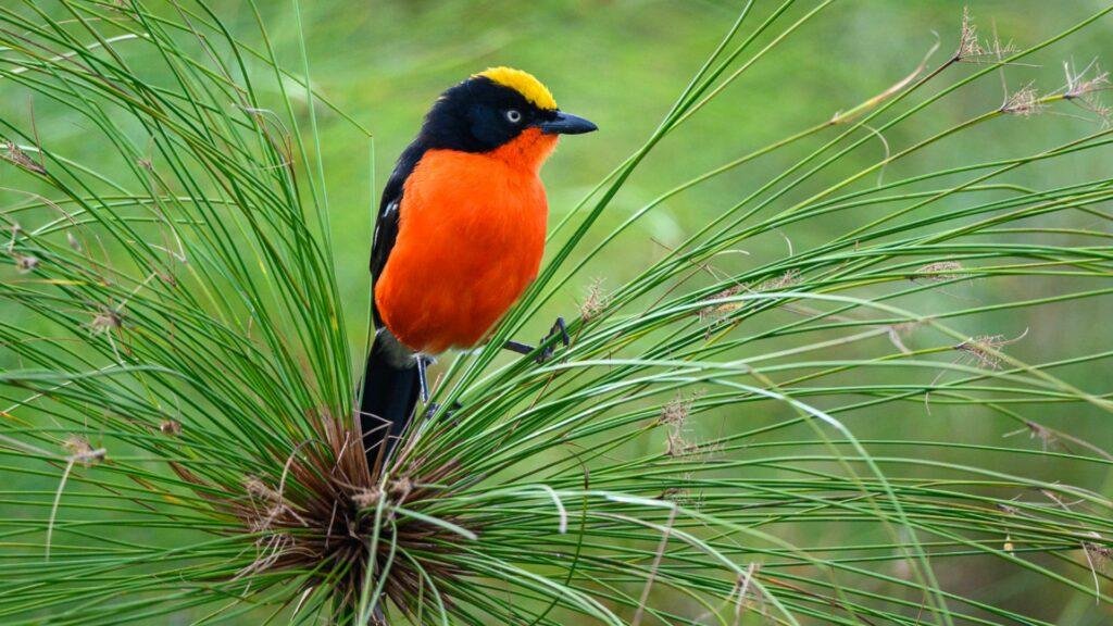 Papyrus gonolek perched among green reeds during birdwatching in Akagera National Park, Rwanda.