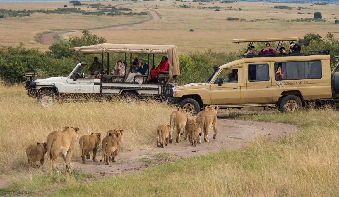 Budget Kenya Safari with lions and safari vehicles in Masai Mara National Reserve