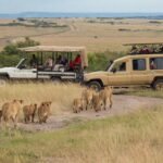 Budget Kenya Safari with lions and safari vehicles in Masai Mara National Reserve