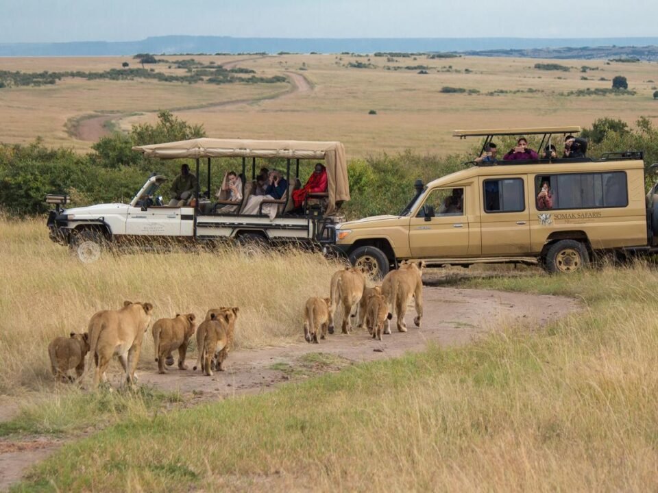 Budget Kenya Safari with lions and safari vehicles in Masai Mara National Reserve