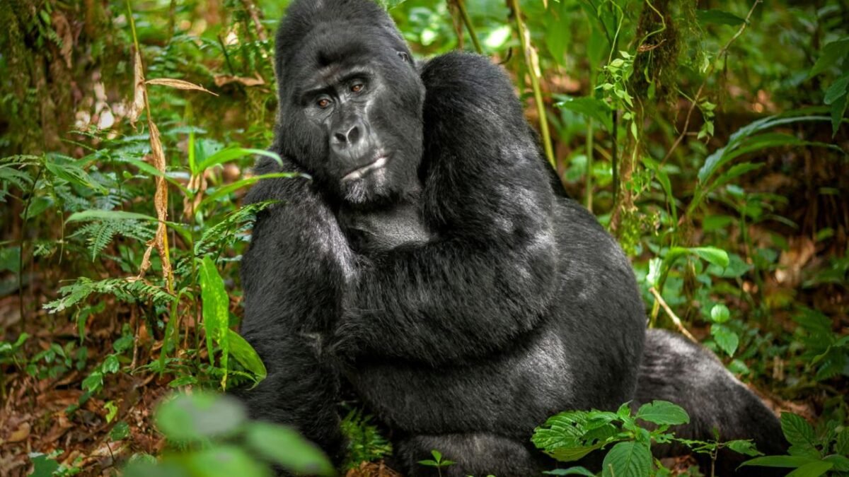 Buhoma vs Rushaga gorilla trekking comparison in Bwindi Impenetrable National Park.