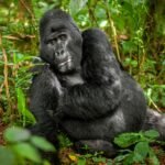 Buhoma vs Rushaga gorilla trekking comparison in Bwindi Impenetrable National Park.