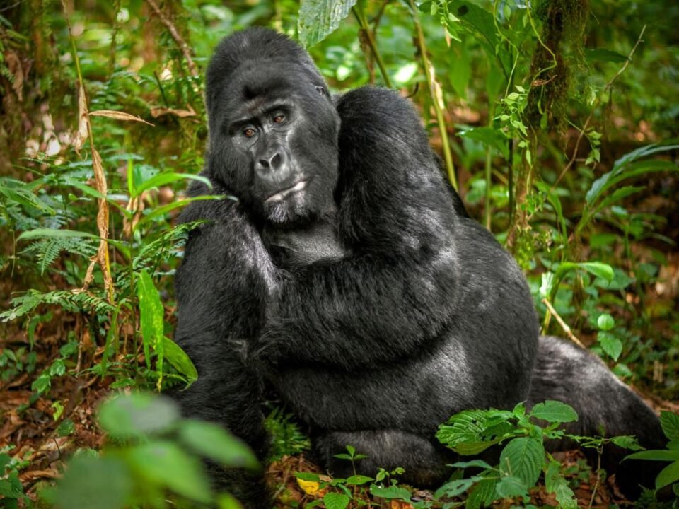 Buhoma vs Rushaga gorilla trekking comparison in Bwindi Impenetrable National Park.