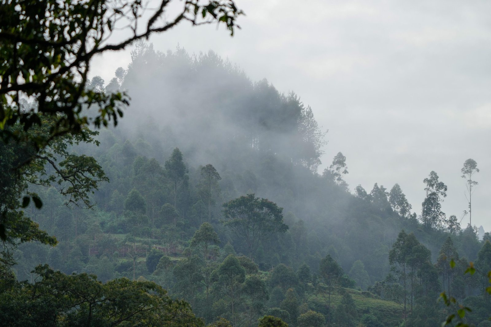 Morning mist rising over Bwindi Impenetrable National Park in Uganda