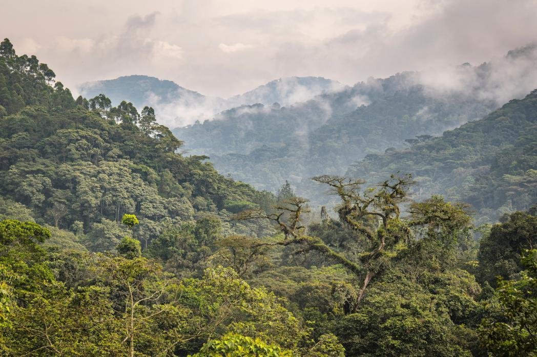 Forest landscape in Bwindi Impenetrable National Park, Uganda