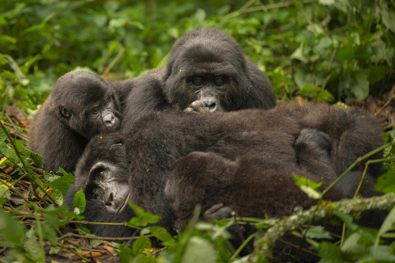 Mountain gorilla family resting together in the forest of Bwindi, Uganda.