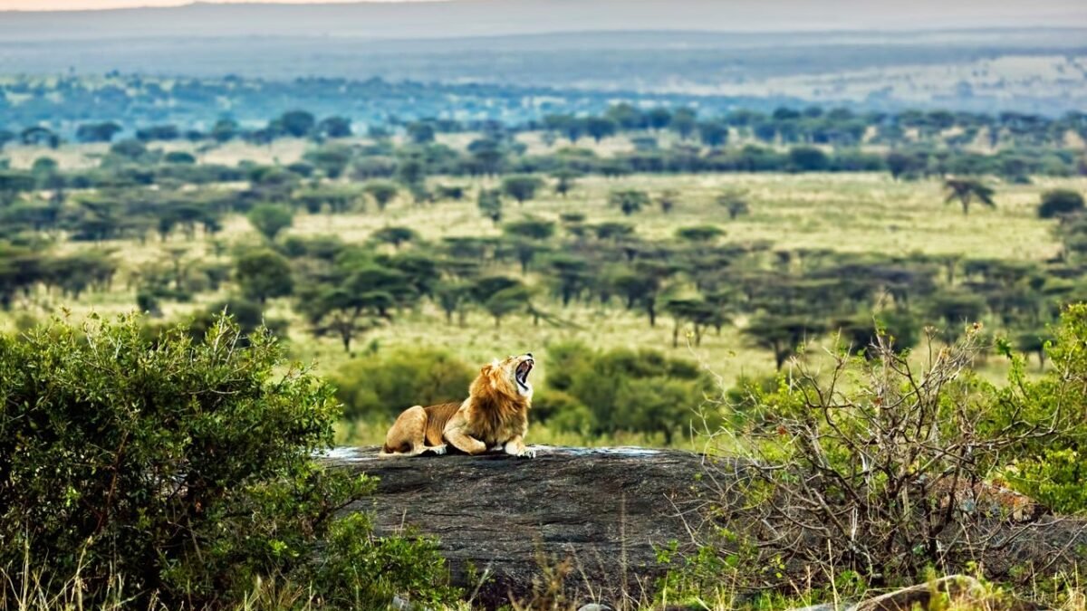 Central vs Northern Serengeti safari comparison featuring wildlife and open savannah landscapes.