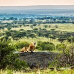 Central vs Northern Serengeti safari comparison featuring wildlife and open savannah landscapes.