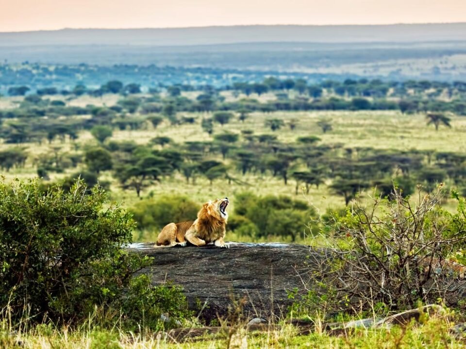 Central vs Northern Serengeti safari comparison featuring wildlife and open savannah landscapes.