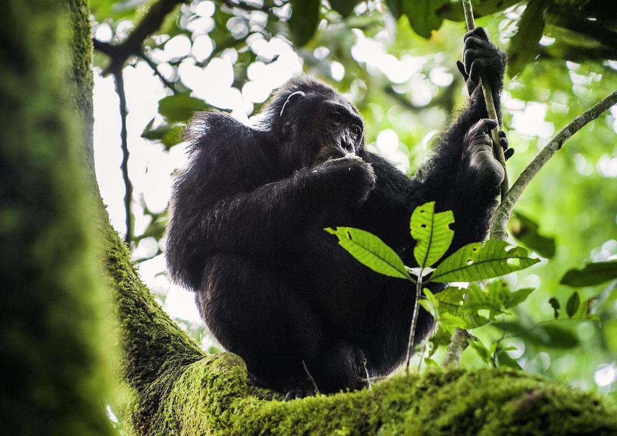 Wild chimpanzee resting among green rainforest vegetation in Kibale Forest National Park.