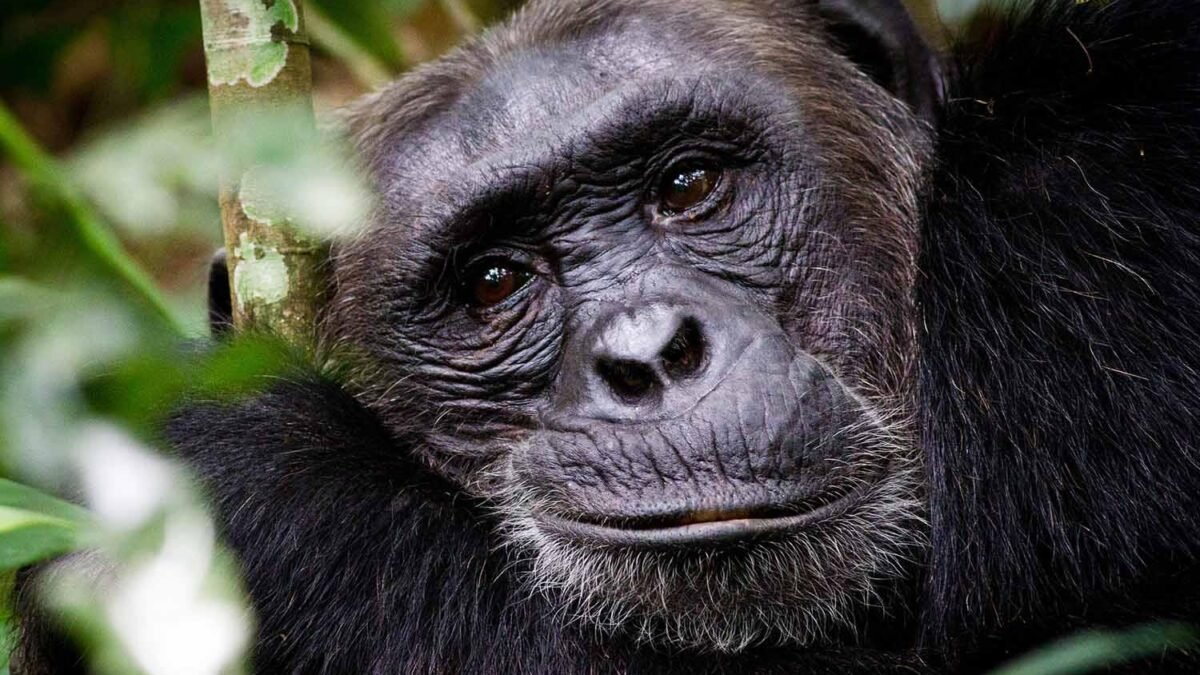 Wild chimpanzee surrounded by green rainforest vegetation during chimpanzee trekking in Nyungwe Forest, Rwanda.