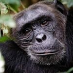 Wild chimpanzee surrounded by green rainforest vegetation during chimpanzee trekking in Nyungwe Forest, Rwanda.