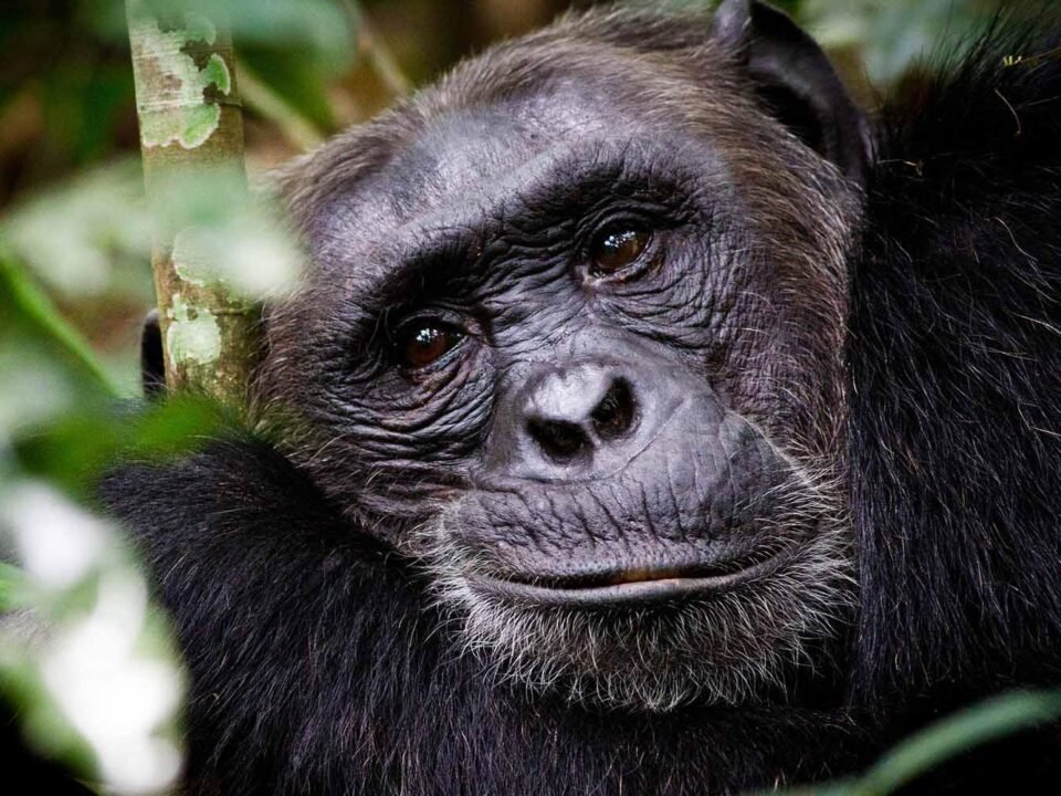 Wild chimpanzee surrounded by green rainforest vegetation during chimpanzee trekking in Nyungwe Forest, Rwanda.