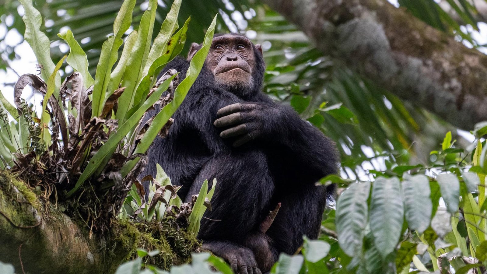 Wild chimpanzee resting in the rainforest during chimpanzee trekking in Nyungwe National Park.