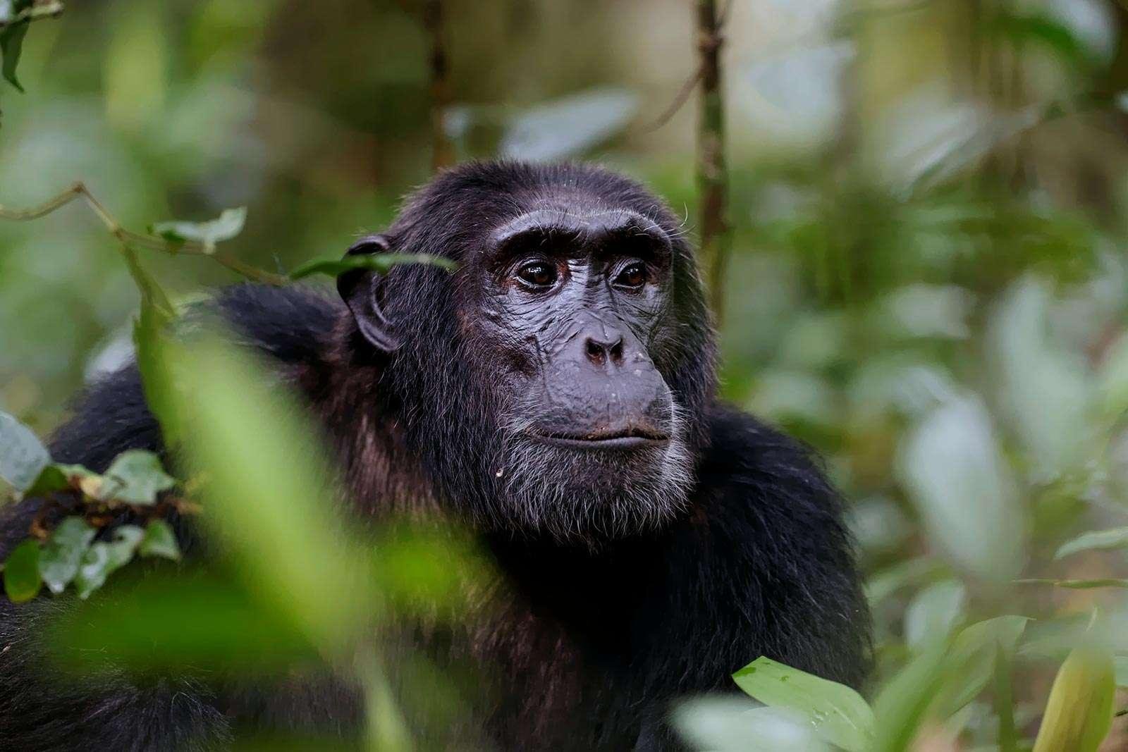 Wild chimpanzee in Nyungwe Forest National Park during a Rwanda primate safari.