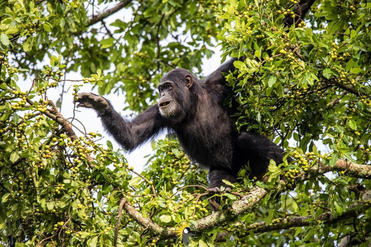 Wild chimpanzee resting in the rainforest during chimpanzee trekking in Nyungwe National Park, Rwanda.