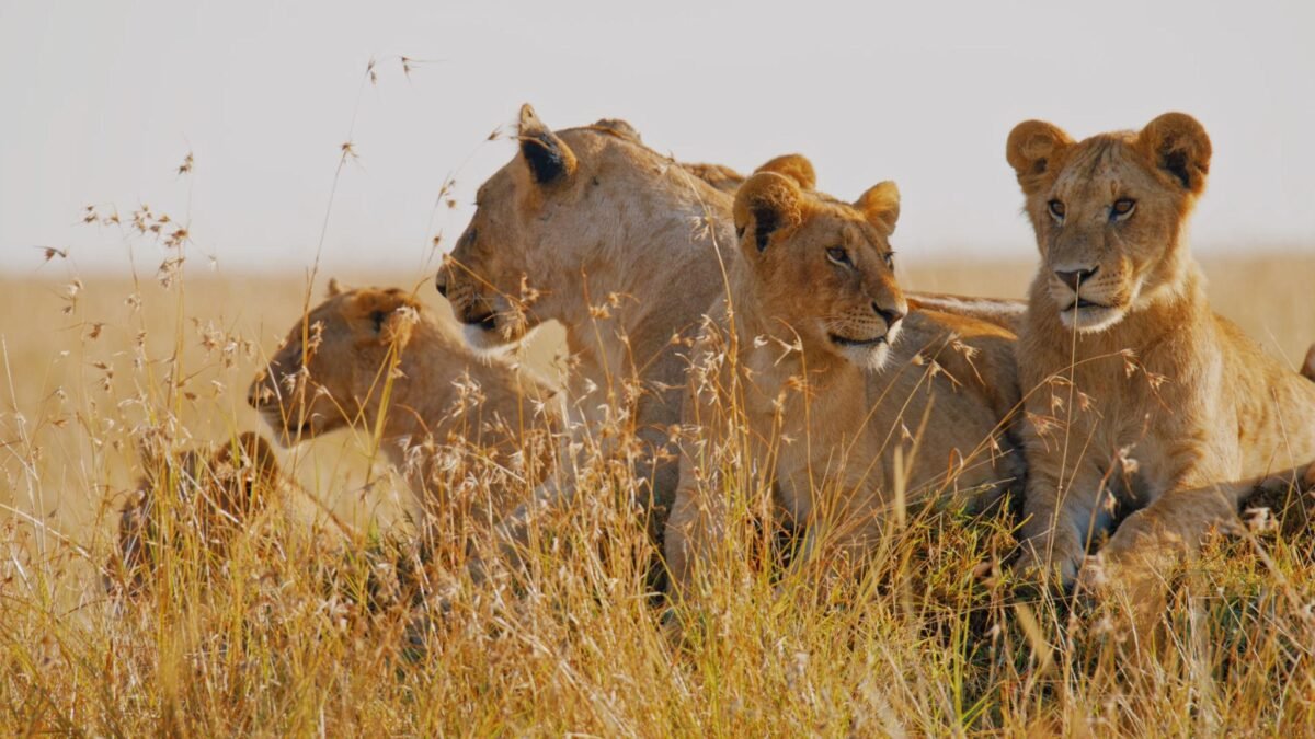 Lions resting in the golden grasslands of the Maasai Mara during a Kenya wildlife safari.