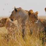 Lions resting in the golden grasslands of the Maasai Mara during a Kenya wildlife safari.