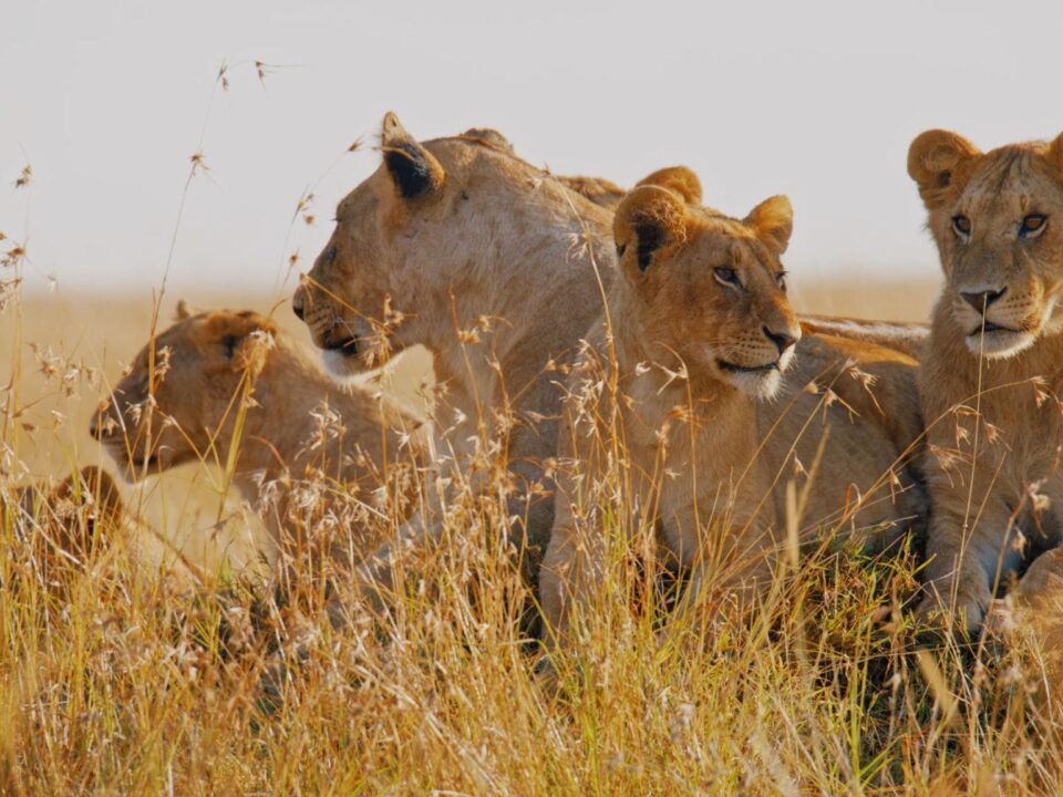Lions resting in the golden grasslands of the Maasai Mara during a Kenya wildlife safari.