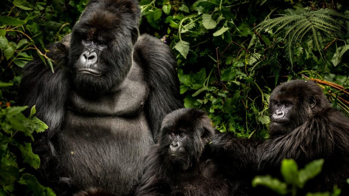 Christmas and New Year safari in Rwanda featuring mountain gorilla trekking in Volcanoes National Park.
