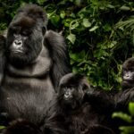 Christmas and New Year safari in Rwanda featuring mountain gorilla trekking in Volcanoes National Park.