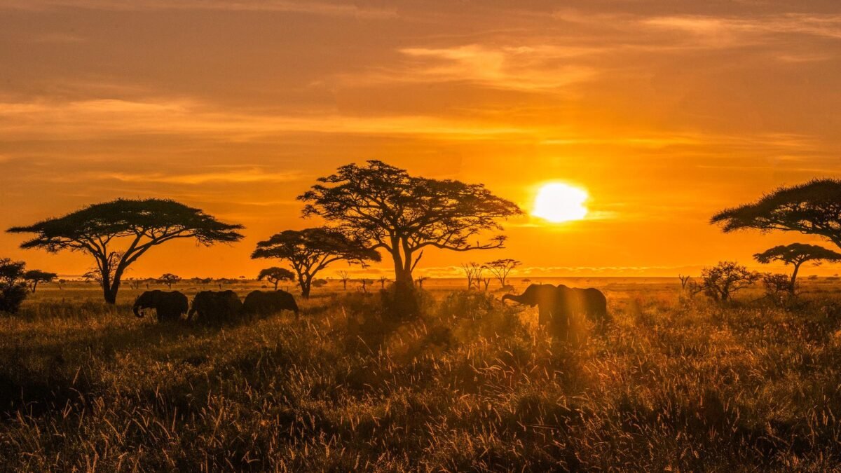Elephants walking across the Serengeti savannah at sunrise during a Tanzania safari.
