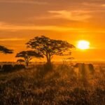 Elephants walking across the Serengeti savannah at sunrise during a Tanzania safari.