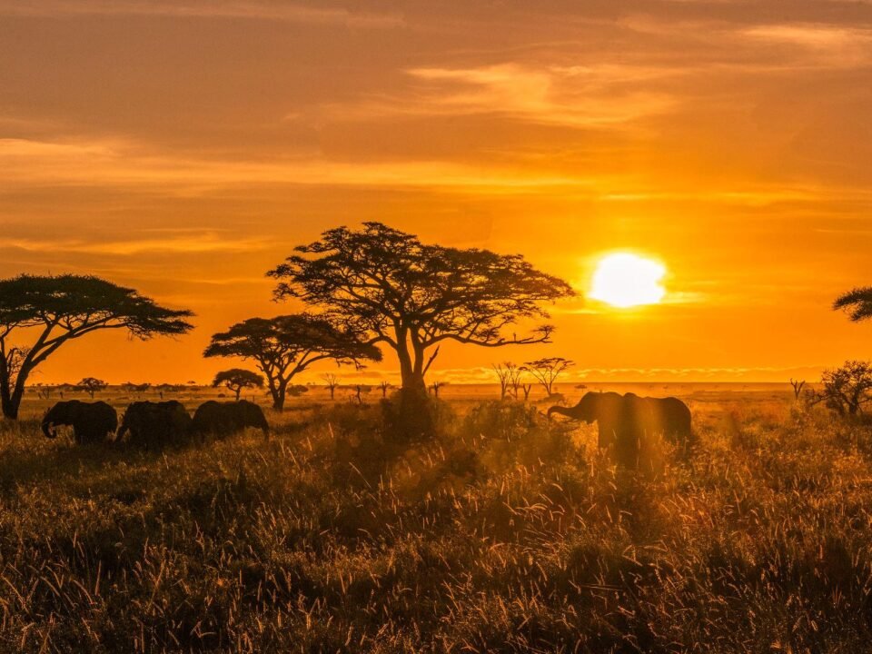Elephants walking across the Serengeti savannah at sunrise during a Tanzania safari.