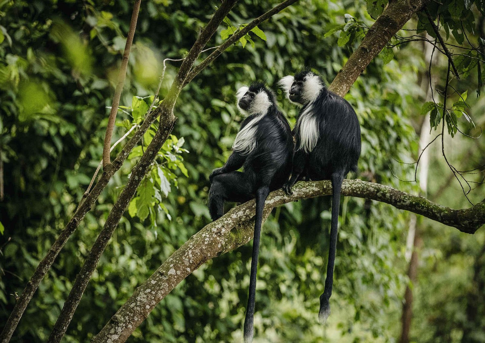Two black-and-white colobus monkeys sitting on a tree branch in Nyungwe Forest National Park.