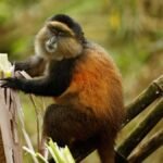 Golden monkeys feeding among bamboo in Volcanoes National Park.