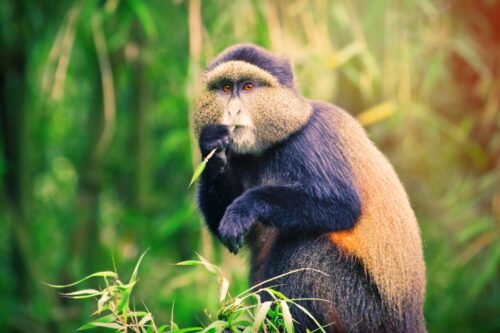 Golden monkey resting among bamboo trees in Volcanoes National Park, Rwanda.