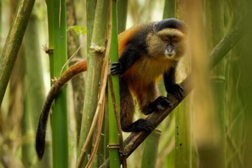 Golden monkey in the bamboo forest of Volcanoes National Park, Rwanda.