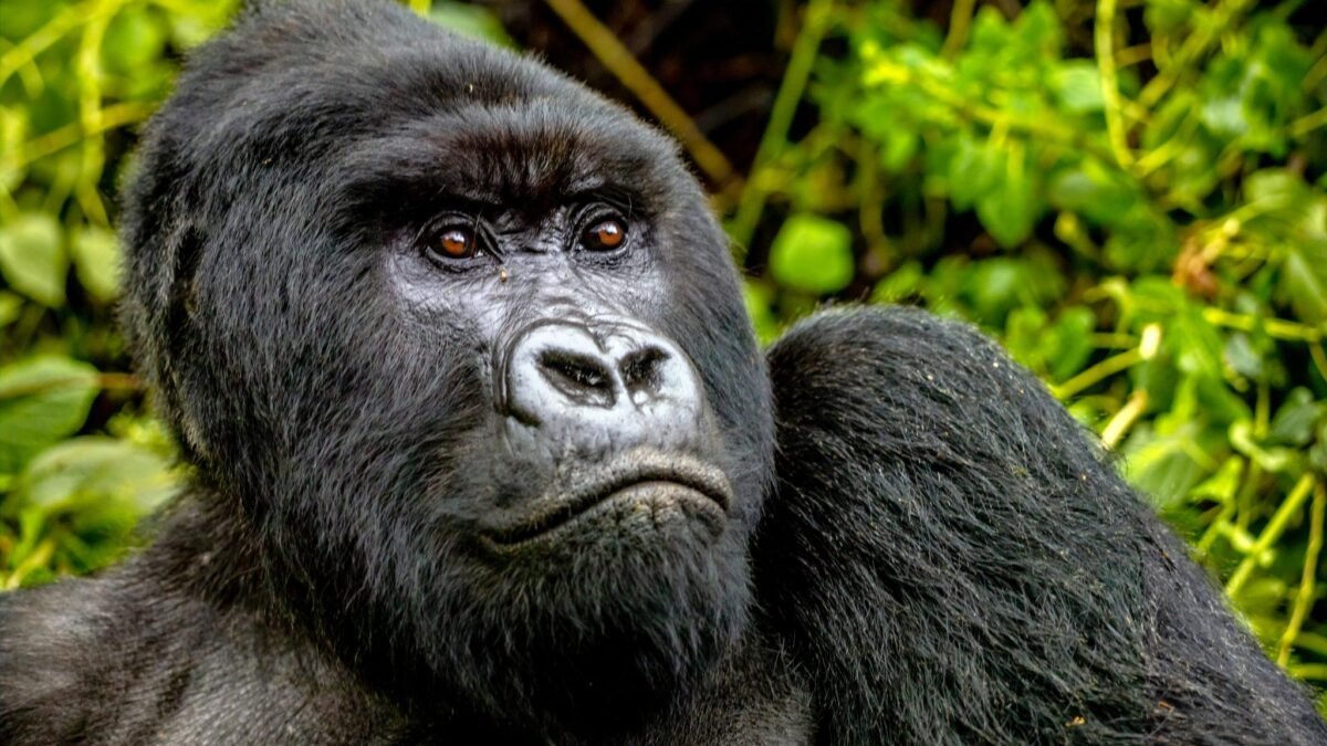 Mountain gorilla in Volcanoes National Park during a Rwanda gorilla trekking safari from Canada.