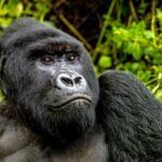 Mountain gorilla in Volcanoes National Park during a Rwanda gorilla trekking safari from Canada.