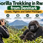 Gorilla trekking in Rwanda from Denmark featuring mountain gorillas, a Danish tourist, and the volcanic landscape of Volcanoes National Park.