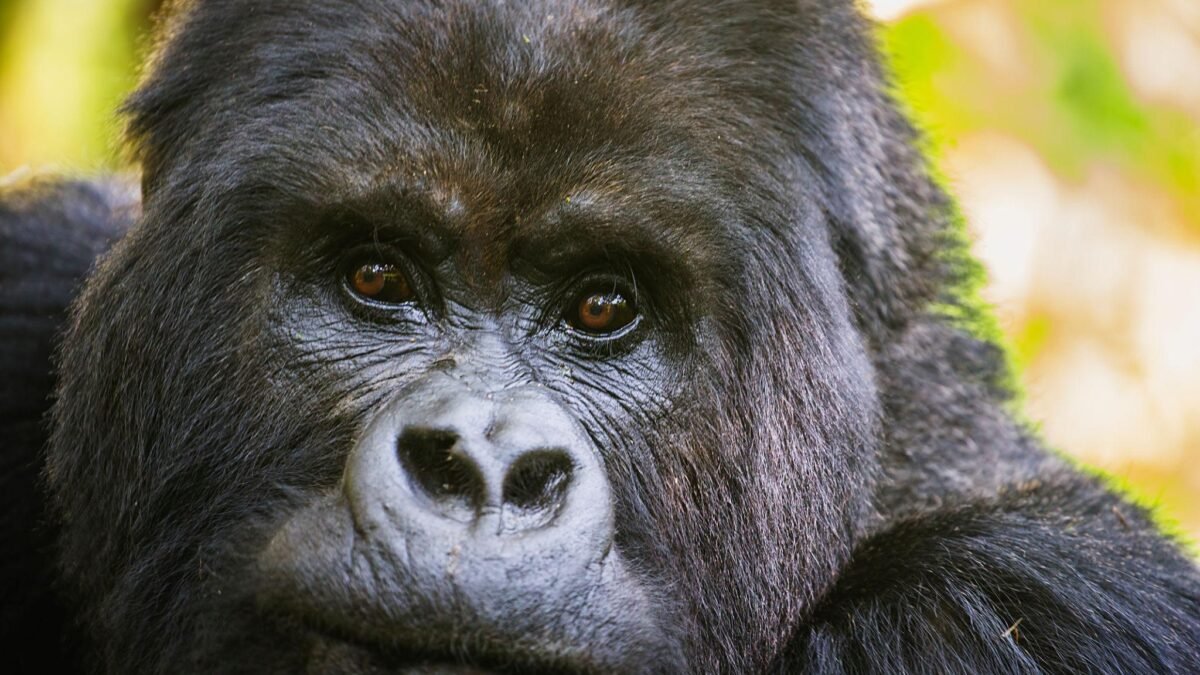 Mountain gorilla in Volcanoes National Park during a Rwanda gorilla trekking safari from Italy.