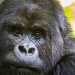 Mountain gorilla in Volcanoes National Park during a Rwanda gorilla trekking safari from Italy.
