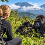 Swedish tourist observing mountain gorillas in Volcanoes National Park, Rwanda, during a gorilla trekking safari.