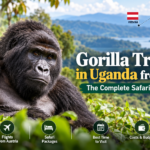 Mountain gorilla in Uganda's lush rainforest, featured in a complete gorilla trekking safari planning guide for travelers from Austria.